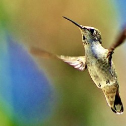 HumBird2
