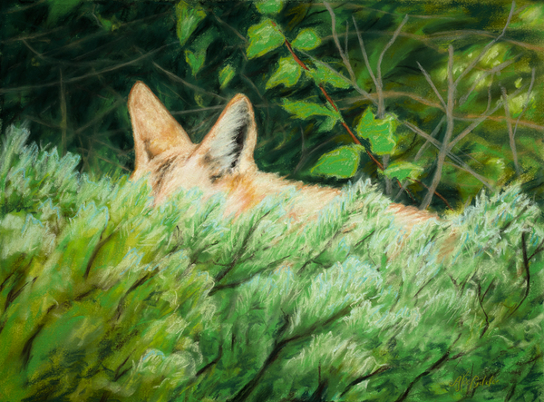 Coyotes Ears pastel  by Alec Pydde