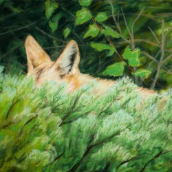 Coyotes Ears pastel 