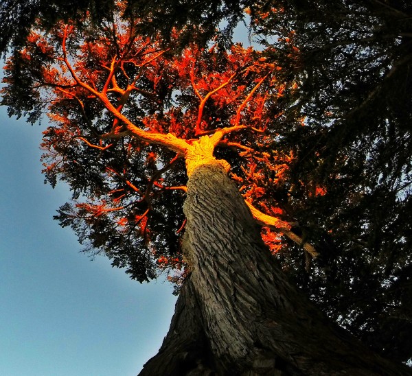 Tree on Fire by Clare Kathleen Cornelius