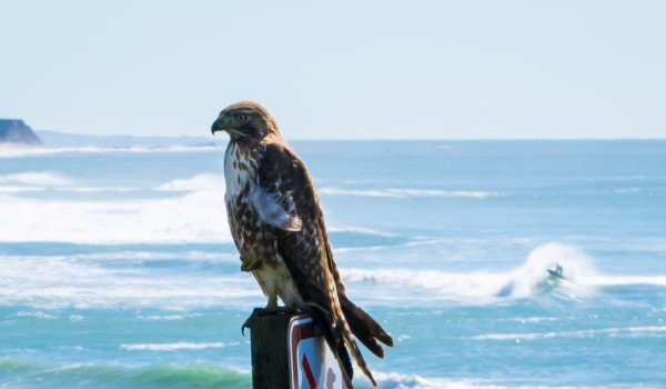 hawk by Clare Kathleen Cornelius