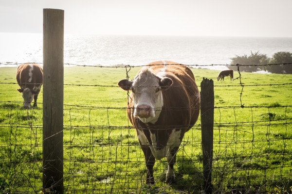 Moo by Clare Kathleen Cornelius