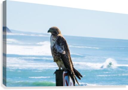 hawk Canvas Print