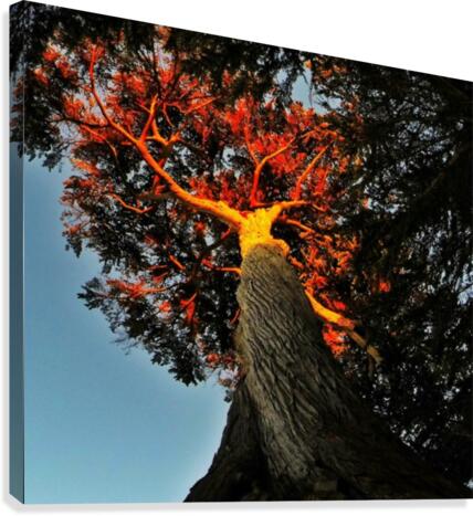 Tree on Fire Canvas Print