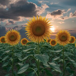 Sunflower flower in an overcast atmosphere