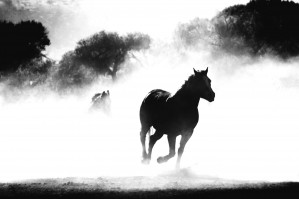 Horses at gallop