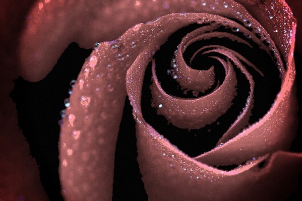 Rose by GromHusar Gallery