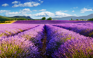 Champs de lavande