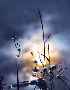 Herbe et reflet