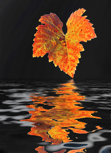 Feuille sur leau