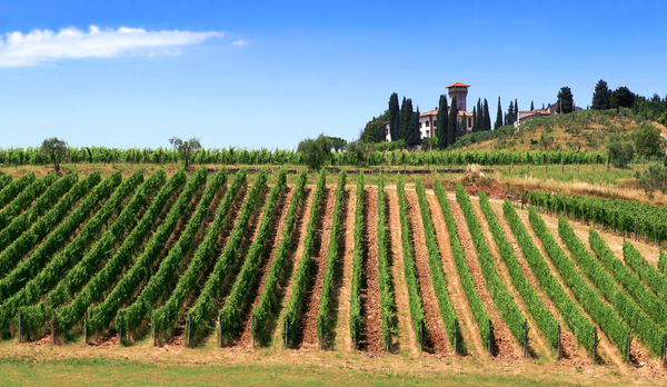 Vignoble du Chianti  by Photo Max