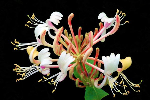 Chevrefeuille Print