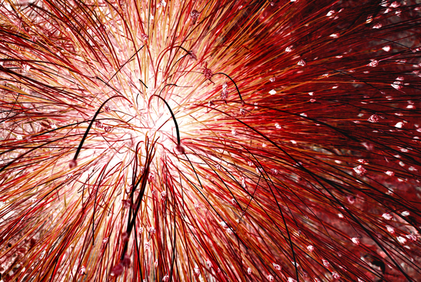 Roseaux rouges Print
