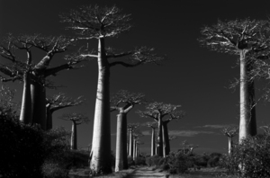 BW PRINT COLLECTION007