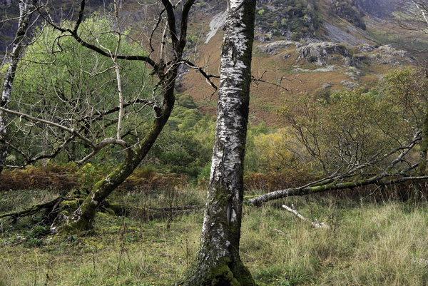 Fallen Tree II Print