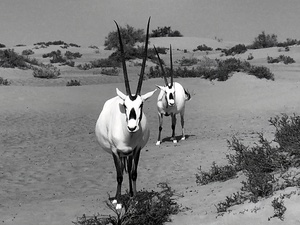 Two Arabian Oryx: Dubai United Arab Emirates