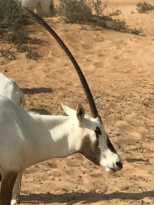 Arabian Oryx: Dubai United Arab Emirates