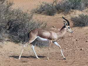 Arabian Gazelle in Dubai