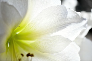 White Amaryllis