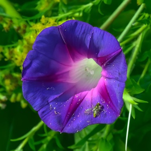 Morning Glory feat. Margined Calligrapher Fly