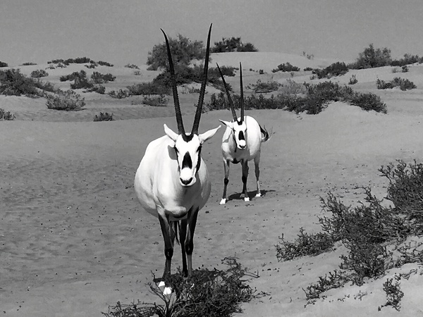 Two Arabian Oryx: Dubai United Arab Emirates by David Rohde