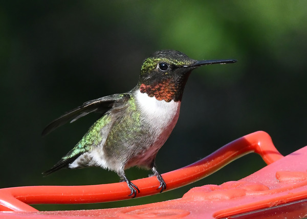 Ruby-Throated Hummingbird Print
