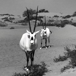 Two Arabian Oryx: Dubai United Arab Emirates