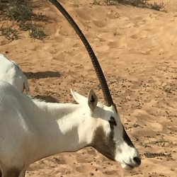 Arabian Oryx: Dubai United Arab Emirates