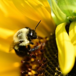 Bumblebee on Sunflower