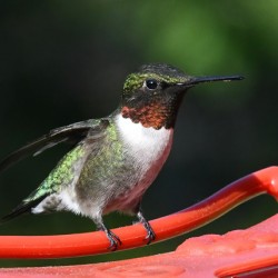 Ruby-Throated Hummingbird