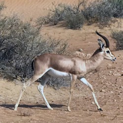 Arabian Gazelle in Dubai