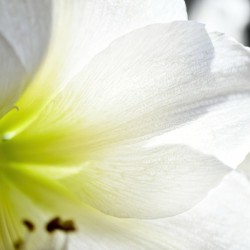 White Amaryllis