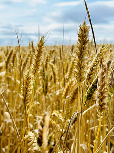 wheet field