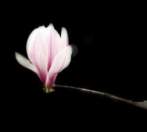 Magnolia flower