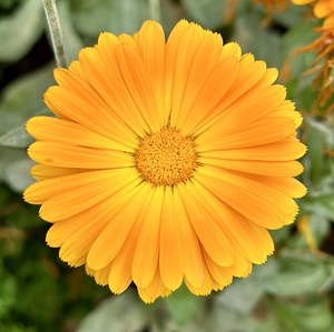 Flower head