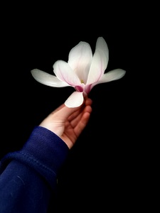 Magnolia flower in hand