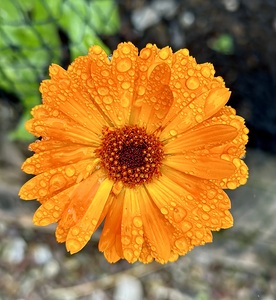 Wet flower head