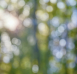 Blurry forest