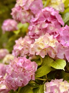 Pink hydrangea