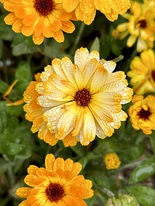 Flower heads