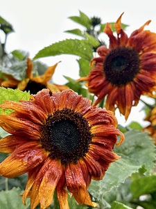 Sunflower heads