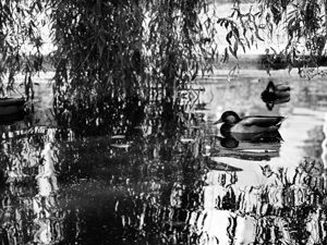 Duck reflections