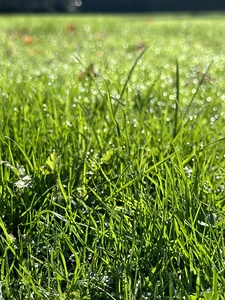 Wet grass