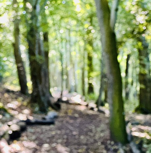 Blurred forest path