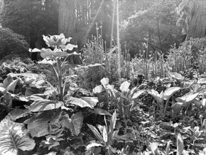 Wild garden scene