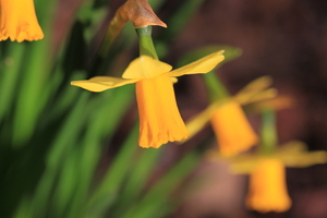 Daffodils
