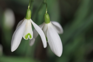 Snowdrops
