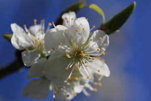 Flower in sun 2