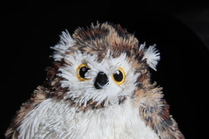 Owl teddy portrait colour