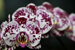 Row of orchids